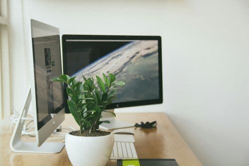 Welche Pflanzen eignen sich fürs Büro?